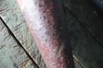 Détail de la peinture craquelée de la carotte de tabac.